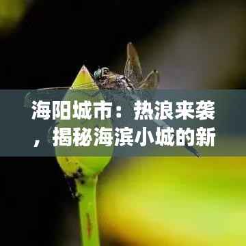 海阳城市：热浪来袭，揭秘海滨小城的新鲜事儿