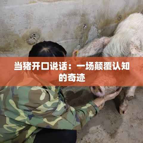 当猪开口说话：一场颠覆认知的奇迹
