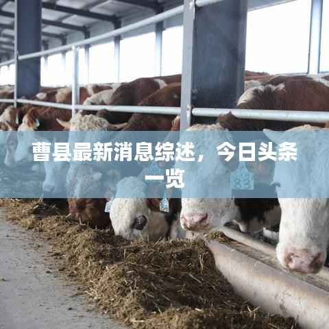 曹县最新消息综述,今日头条一览