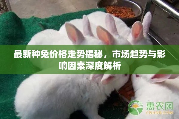 最新种兔价格走势揭秘,市场趋势与影响因素深度解析
