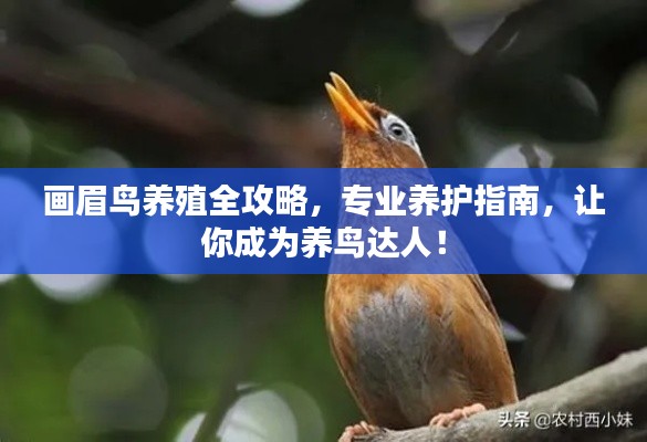 画眉鸟养殖全攻略，专业养护指南，让你成为养鸟达人！