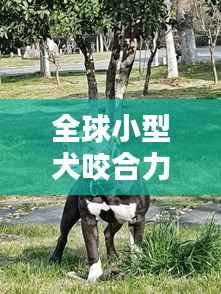 全球小型犬咬合力榜单揭晓,萌犬也藏惊人咬合力!
