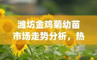 潍坊金鸡菊幼苗市场走势分析,热门行情揭秘