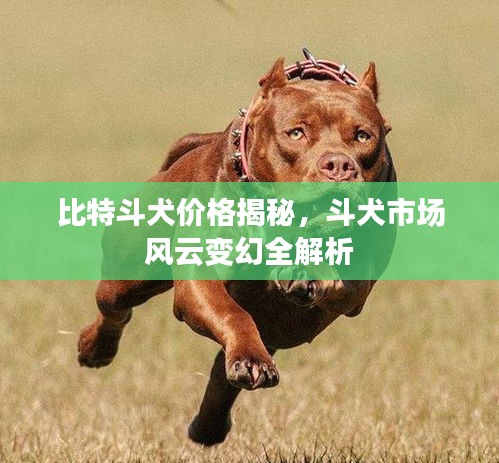 比特斗犬价格揭秘,斗犬市场风云变幻全解析